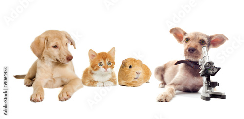 kitten and puppy and guinea pig