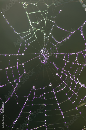 Spinnennetz © Bumann