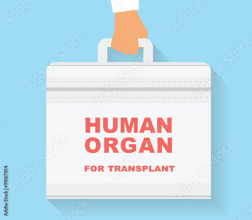 Human organ for transplant bag. Transplantation conceptual illustration.
