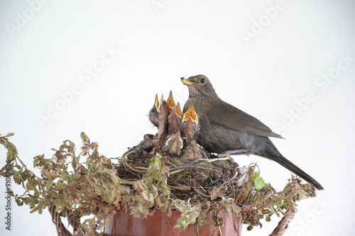 Amsel beim füttern der Jungvögel photo