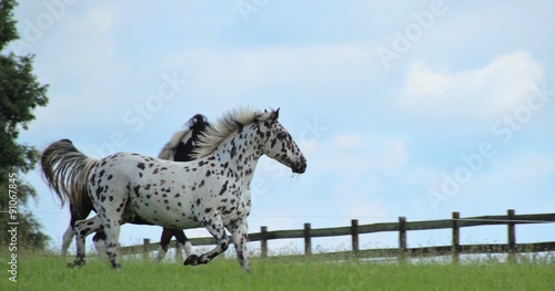 Knabstrupper und Pinto Pony 