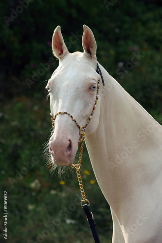 Canvas Print Blue-eyed Cremello akhal-teke horse