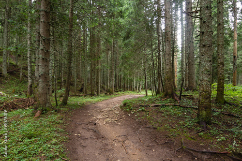path in green pinetrees forest