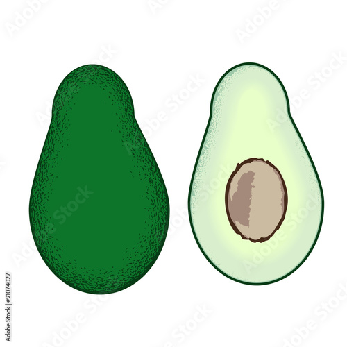 Avocado isolated vector illustration.