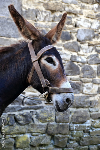 donkey-otsagabia