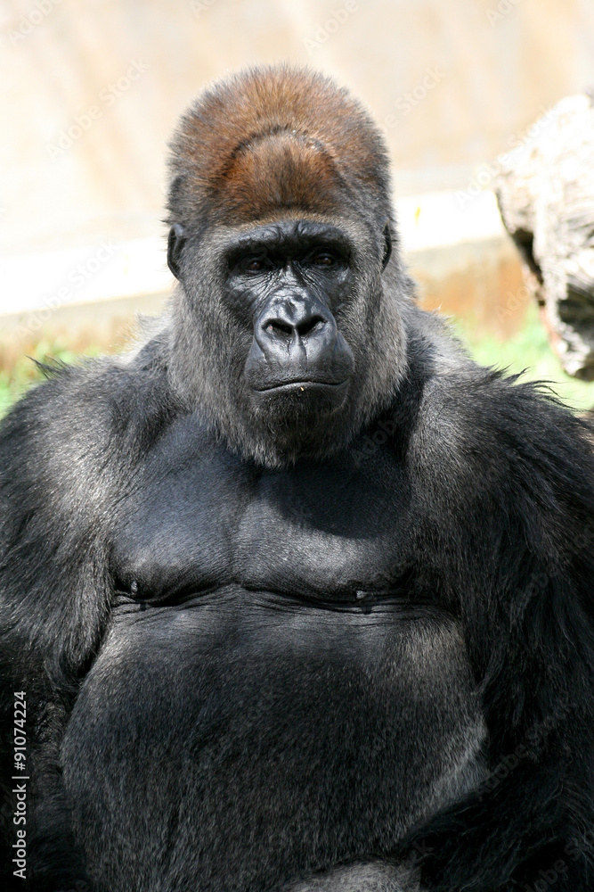 Gorilla