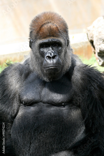 Gorilla © Massimo Todaro