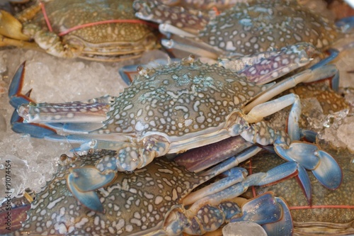 marine crab