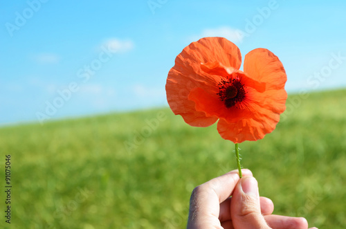 Poppy flower with the words 