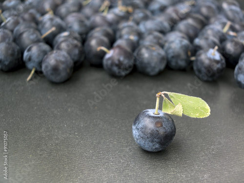 Sloe,Prunus spinosa - blackthorn on a grey background photo