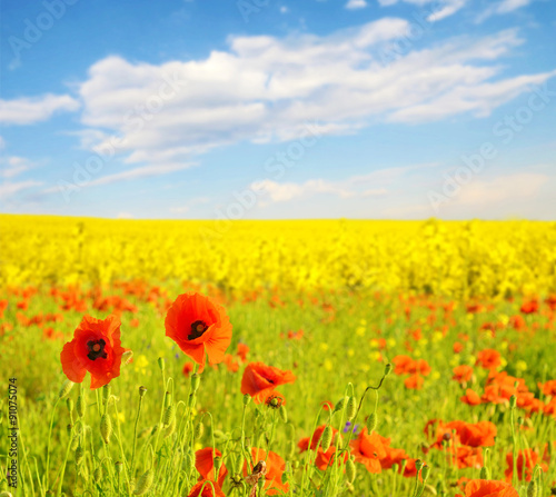 Fabulous landscape of poppies  on a background field rape in pas