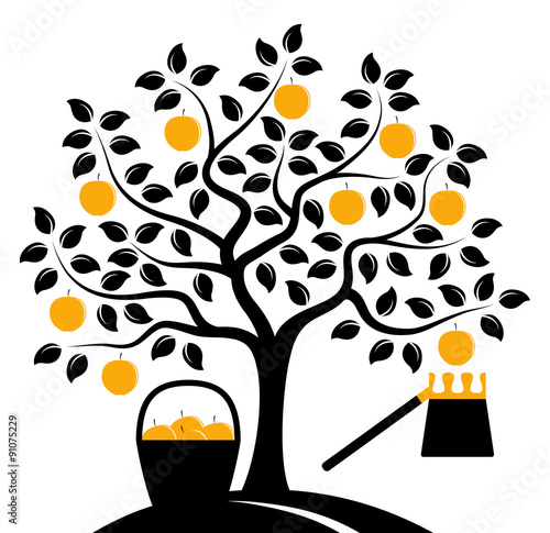 apple harvest