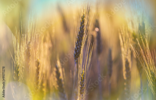 Wheat