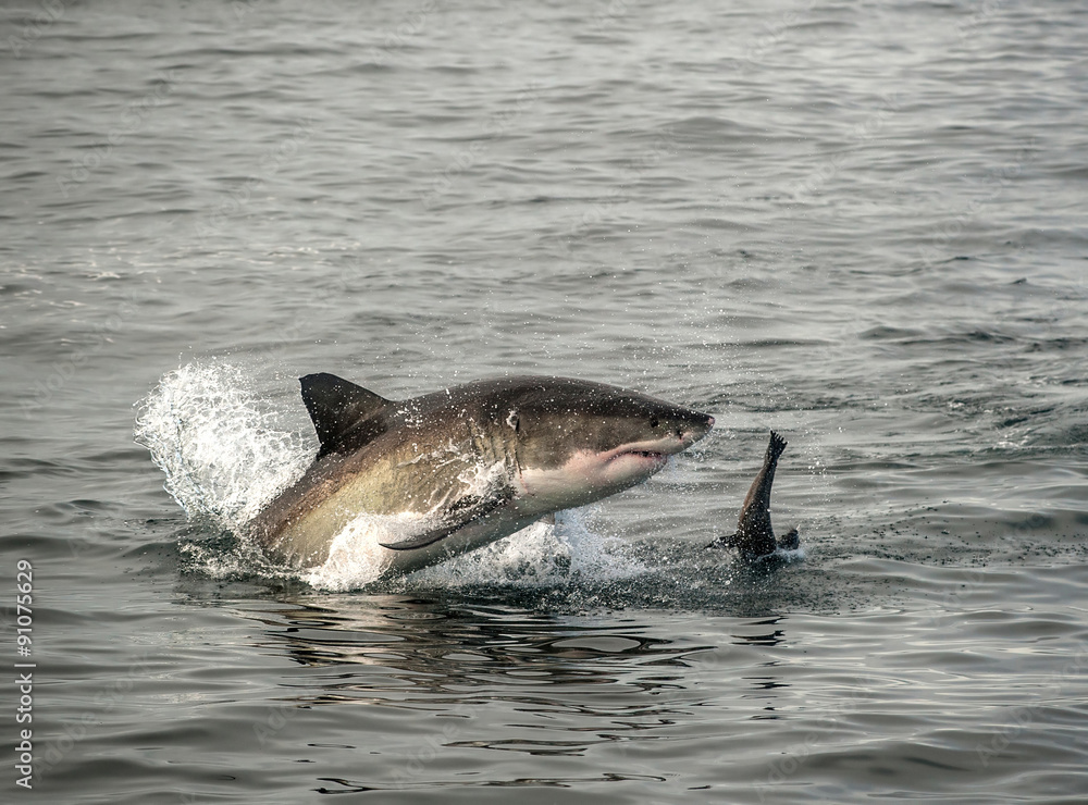 Fototapeta premium Great white shark breaching