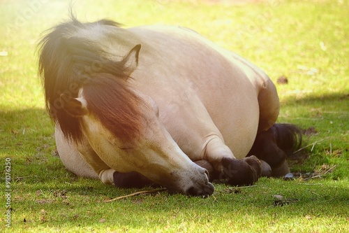 Sleeping horse