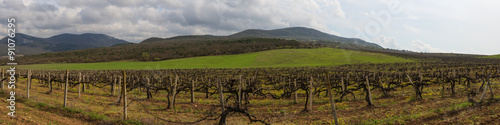Fototapeta Naklejka Na Ścianę i Meble -  vineyard in the mountains