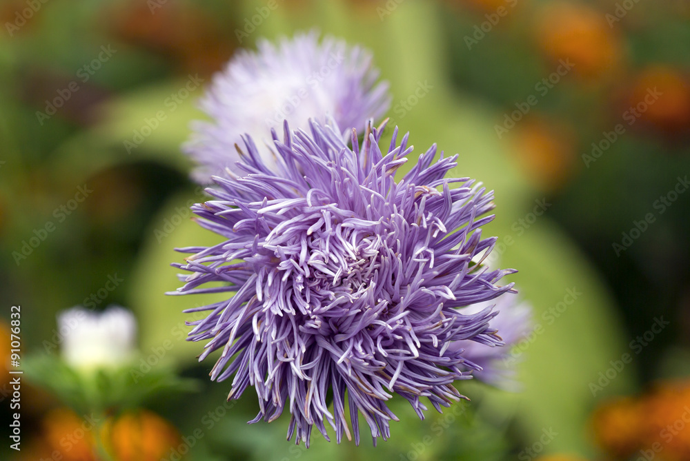 Fototapeta premium Сиреневая астра