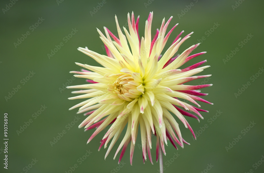 Цветок желто-розовый кактусовый георгин Stock Photo | Adobe Stock