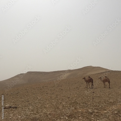 Dromedari nel deserto con rocce e sabbia
