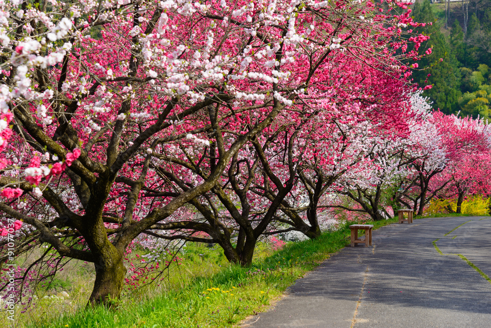 Flowering peach at Gessen Onsen in Achi, Nagano, Japan