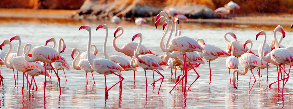 Obraz premium Flamingi w pobliżu jeziora Bogoria, Kenia