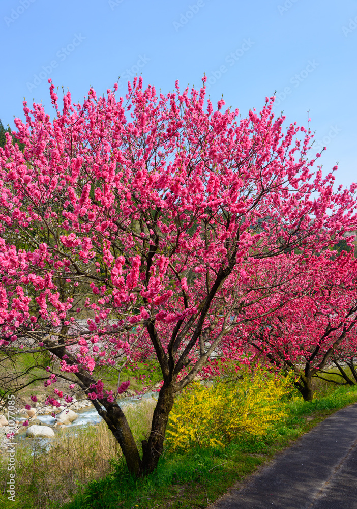 Fototapeta premium Flowering peach at Gessen Onsen in Achi, Nagano, Japan