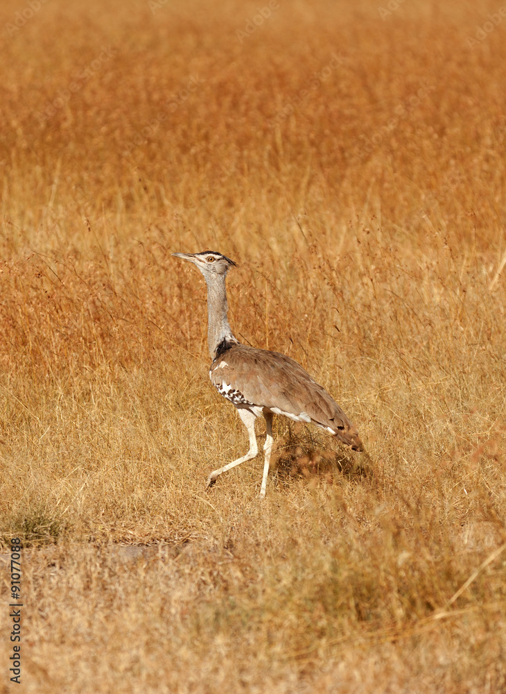 Kori Bustard, Masai Mara