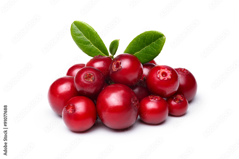 Cowberry (foxberry,lingonberry) Cowberry (foxberry,lingonberry)