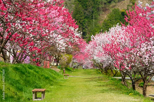 Obraz Kwitnąca brzoskwinia w Gessen Onsen w Achi, Nagano, Japonia
