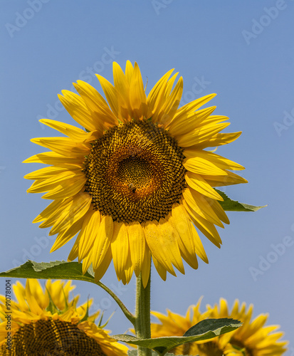 girasole 