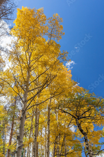 Colorado Mountain landscape in Fall