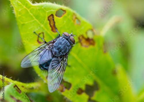 Fly On Fading Leaf