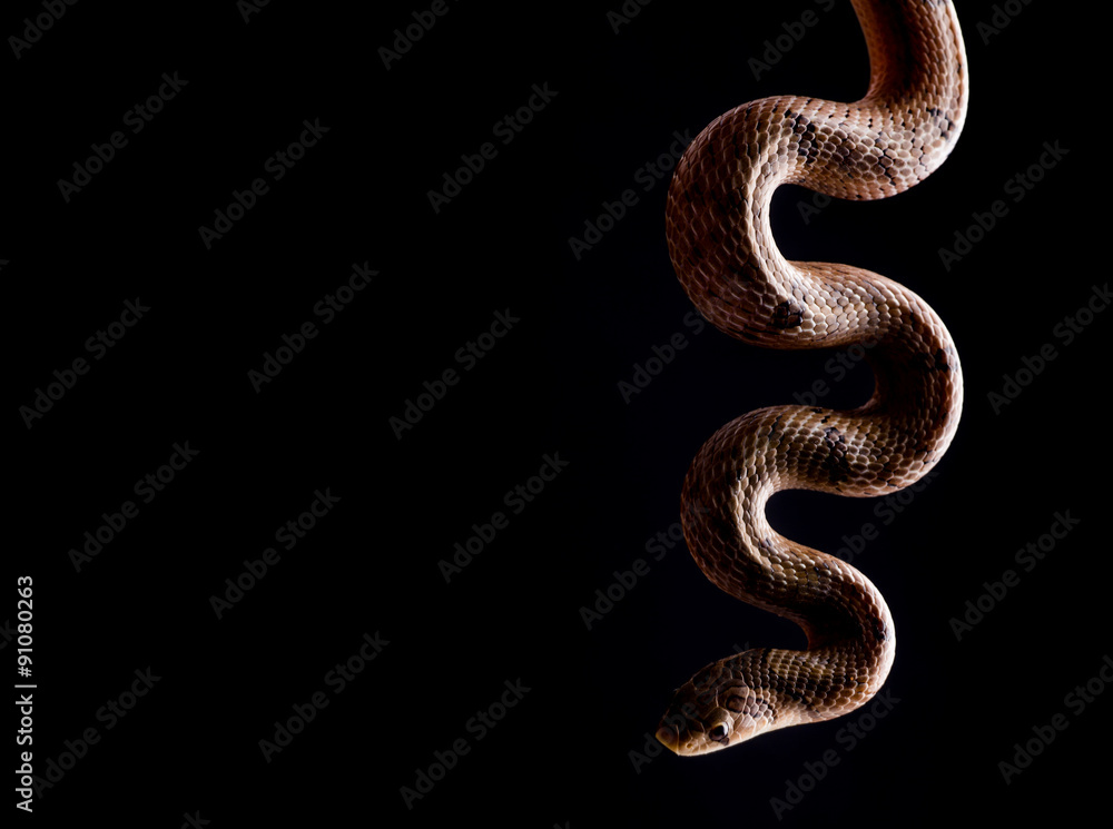 Obraz premium baby snake isolated