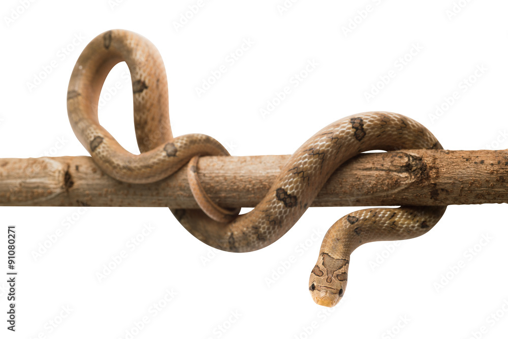 Obraz premium baby snake isolated