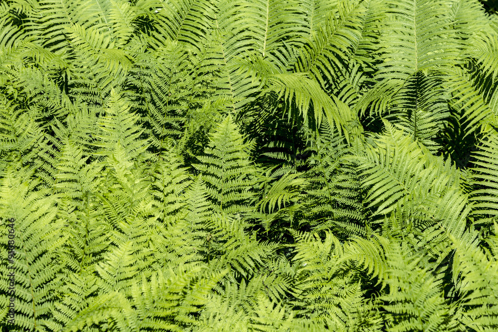 beautiful green fern
