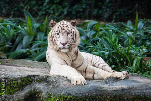 Fototapeta Naklejka Na Ścianę i Meble -  The white tiger
