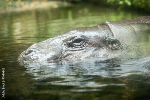 The common hippopotamus