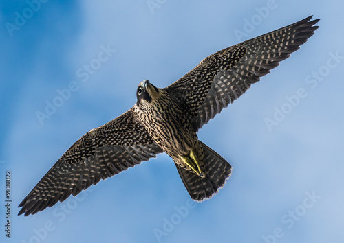 Peregrine