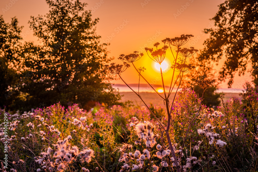 Naklejka premium Sunrise over a meadow