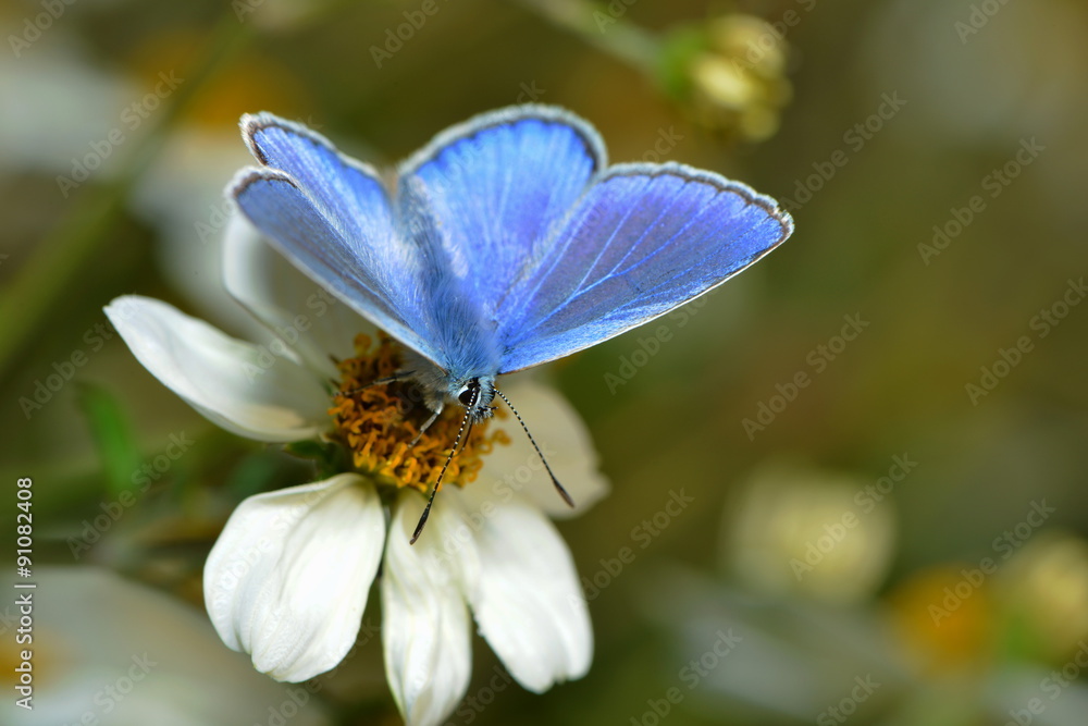 Fototapeta premium Himmelblauer Bläuling