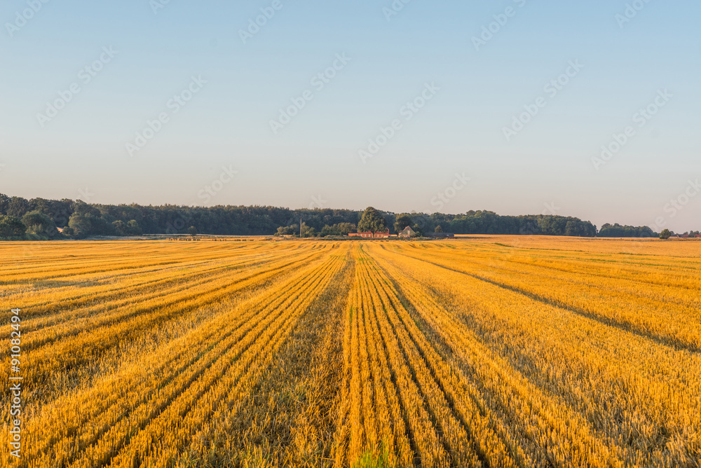 Field at a farm in the summer