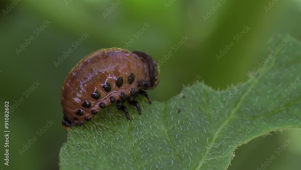 Colorado potato beetle (larvae) eat potato leaves Colorado potato beetle (larvae) eat potato leaves