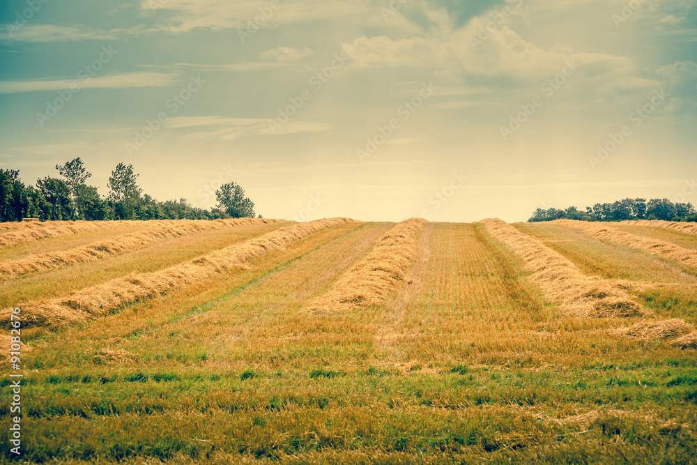 Hay on a countryside field