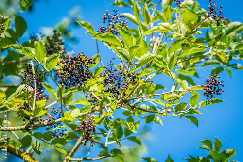 Elderberries on a twig in the nature