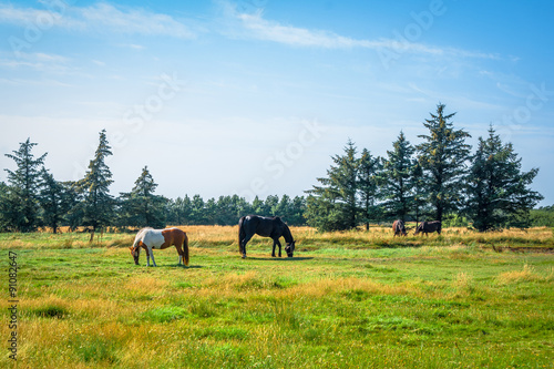 Horsens grazing on a green field