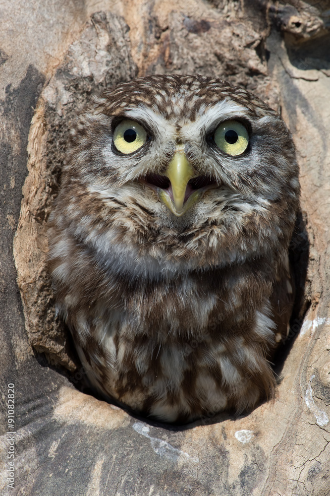 Fototapeta premium Little Owl (Athene Noctua)/Little Owl in tree stump hole