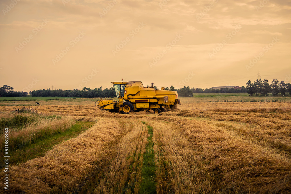 Fototapeta premium Yellow harvester driving on a field