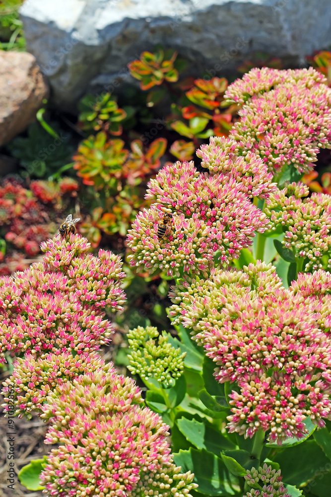 Obraz premium Очиток видный (Sedum spectabile). Соцветия крупно