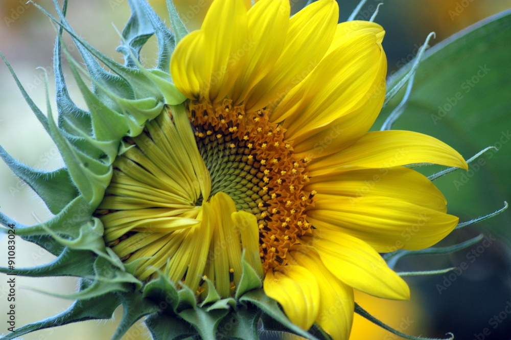 Fototapeta premium Rachael's Sunshine