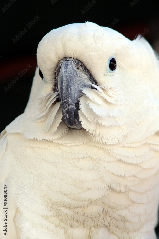 Cockatoo